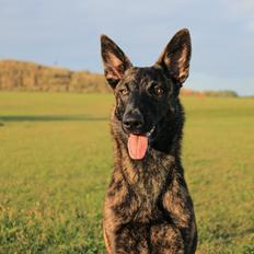 Hollandsk hyrdehund Jessie