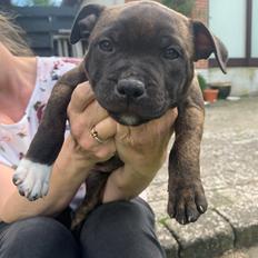 Staffordshire bull terrier Alba