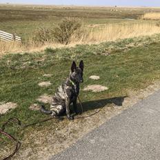 Hollandsk hyrdehund United Dutch Ka-Zia