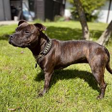 Staffordshire bull terrier Dixie