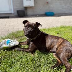 Staffordshire bull terrier Dixie