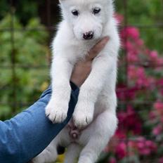Siberian husky A'tebs Siberian Snow Fall of Ragnar (Lumi)
