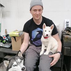 Siberian husky A'tebs Siberian Snow Fall of Ragnar (Lumi)