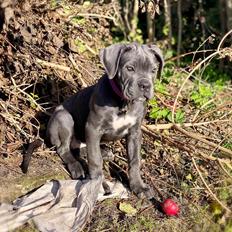 Cane corso Sia 