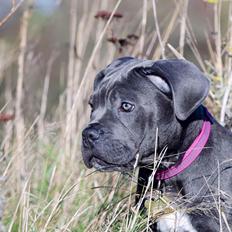Cane corso Sia 