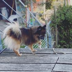 Blanding af racer Flossie 