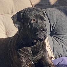 Cane corso Zizou