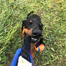 Dobermann Penny von Engelhardt