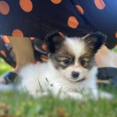 Papillon Mi'DiLiva's In My Daddy's Eyes *Luna*