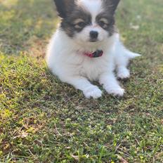 Papillon Mi'DiLiva's In My Daddy's Eyes *Luna*