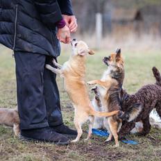 Chihuahua CH. Carpathien Dreem Samira Peppy "Pippi"