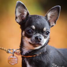 Chihuahua CH. Hello World Clicker Trained Raptor