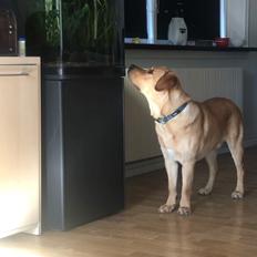 Labrador retriever Karlo