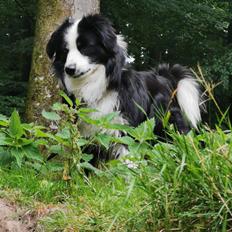 Miniature American Shepherd Nimbus (Truecolorsshining Busy Billybob)