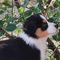 Miniature American Shepherd JohnJohn (Wunderbaums Woogie Boogie)