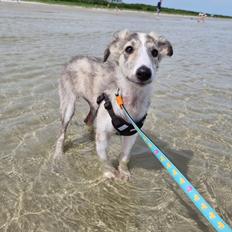 Silken Windhound Ulla