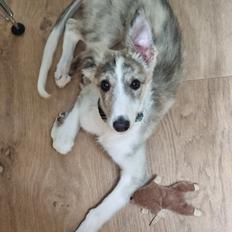 Silken Windhound Ulla