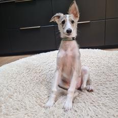 Silken Windhound Ulla