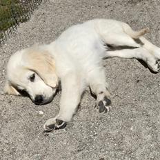 Golden retriever Lady
