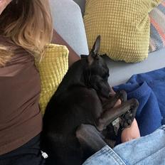 Italiensk mynde Elvis (Vindhauses Cosimo)