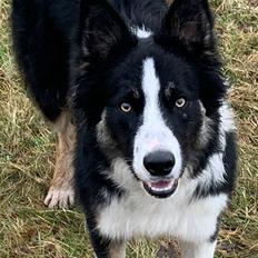 Border collie Texas