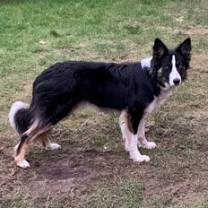 Border collie Texas