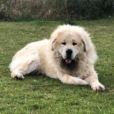 Tibetansk mastiff Zaki