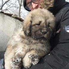 Tibetansk mastiff Zaki