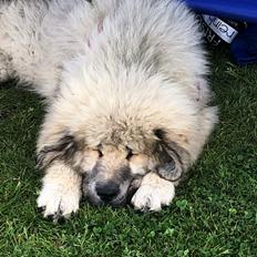 Tibetansk mastiff Zaki