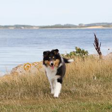 Collie langhåret Ebony Moor´s Graceful Gaia