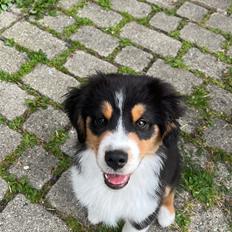 Miniature American Shepherd Obi Wan 