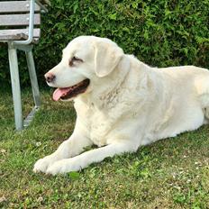 Blanding af racer †Puk†