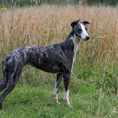 Whippet Selma