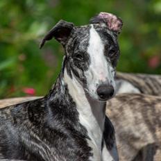 Whippet Selma