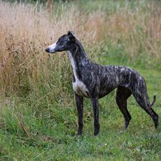 Whippet Akka