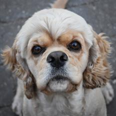 Amerikansk cocker spaniel Viggo Pedersen 
