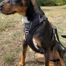 Blanding af racer Dansk Svensk Gårdhund/Fransk Bulldog