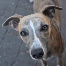 Whippet Falcon (Tanalorn Mr. Quade)