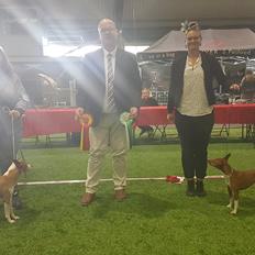 Rat Terrier Solgaards Buddy