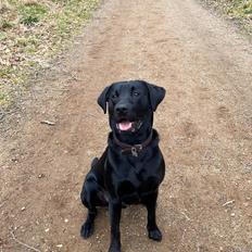 Labrador retriever Leo 