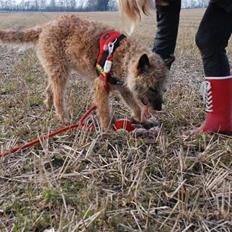 Laekenois Sunred`s Cindy v.quint ( himmelhund)