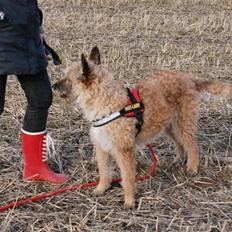 Laekenois Sunred`s Cindy v.quint ( himmelhund)