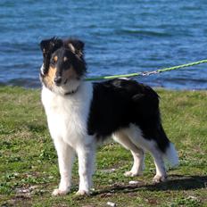 Collie langhåret Ebony Moor´s Highranking Hero