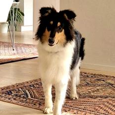 Collie langhåret Ebony Moor´s Highranking Hero