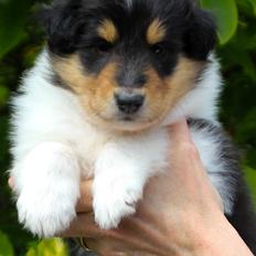 Collie langhåret Ebony Moor´s Highranking Hero