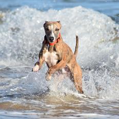 Whippet Falcon (Tanalorn Mr. Quade)