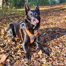 Australsk kelpie Makeelsa's Amazing Seia 