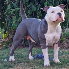 American Bully Blanca