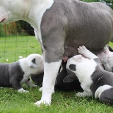 American Bully Blanca