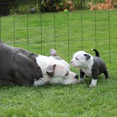 American Bully Blanca